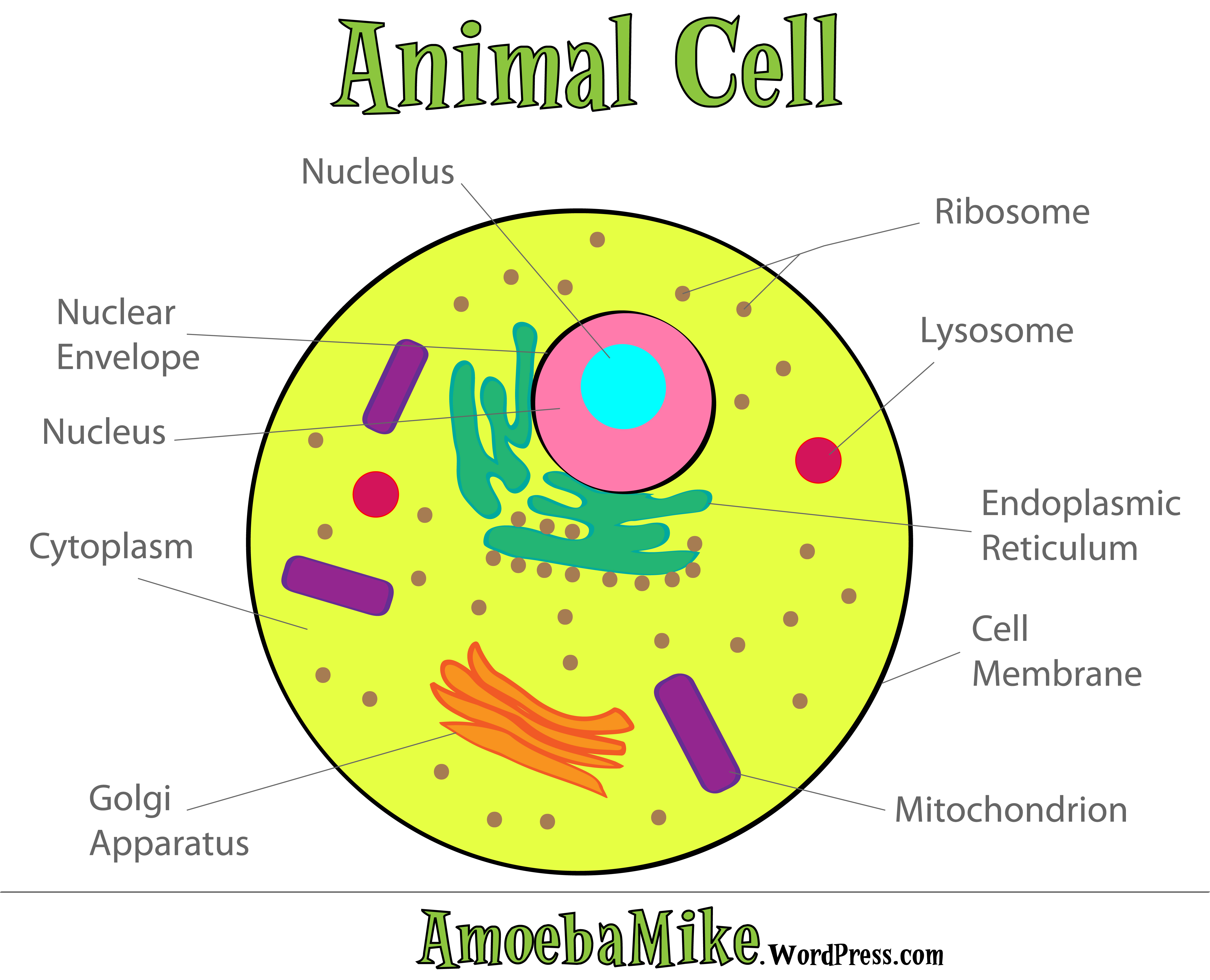 the-cell-amoebamike